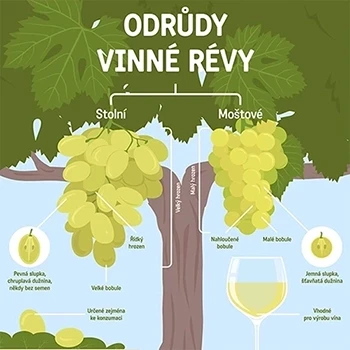 Ilustrované infografiky a grafika pro expozici vinařstí pobočky Národního zemědělského muzea ve Valticích. Na obrázku je infografika s odrůdami vína.