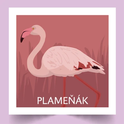 Pexeso Koho Ptáci